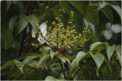 Meliosma pinnata subsp. pinnata